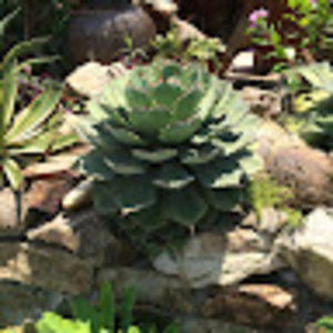 Meet your Posher, No